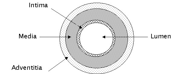 BasicArtery.jpg (34979 bytes)